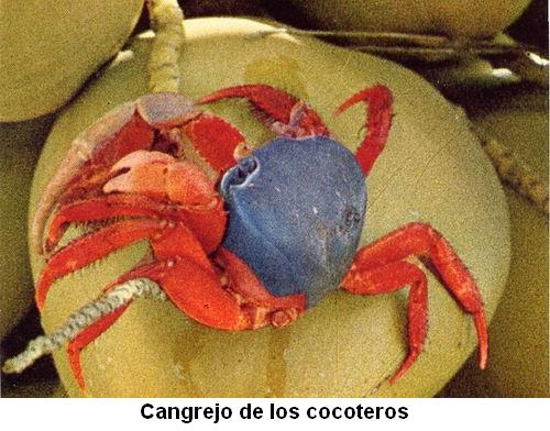 Cangrejo de los cocoteros.jpg